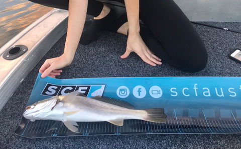 SCF Research And Sustainability Competition - Accommodation Broadbeach 1