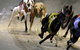 Twilight Greyhound Racing - thumb 0