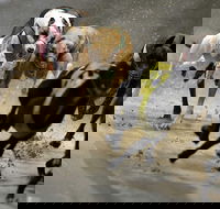 Twilight Greyhound Racing - Accommodation Broadbeach