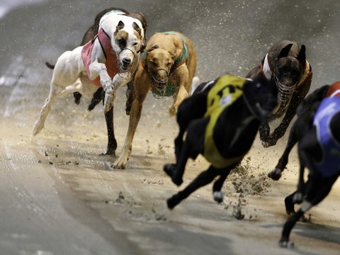 Twilight Greyhound Racing - Accommodation Broadbeach 0