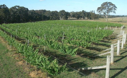 Yarralaw Springs Wines  - Cellar Door Wine Tasting - Accommodation Broadbeach 1