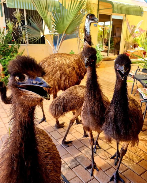 Ningaloo Lodge Exmouth - Accommodation Broadbeach 5