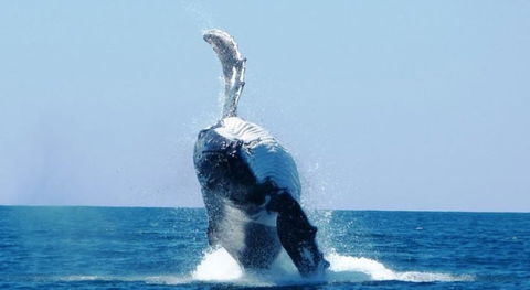 Ningaloo Lodge Exmouth - Accommodation Broadbeach 4