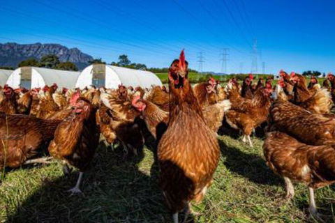 Carinya Farm Holiday Retreat - Accommodation Broadbeach 7