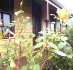 Albion Cottage - Accommodation Broadbeach