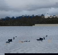 Lake Yalleena Nature Retreat - Accommodation Broadbeach