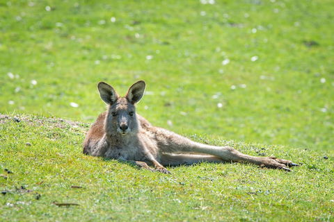 Halls Gap Motel - Accommodation Broadbeach 5