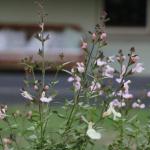 Serendipity On Allyn - Accommodation Broadbeach 1