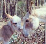Donkey Tales Farm Cottages - Accommodation Broadbeach