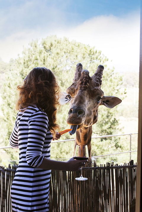 Jamala Wildlife Lodge - Accommodation Broadbeach 1