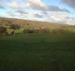 Mancuso Country Cottage Retreat - Accommodation Broadbeach
