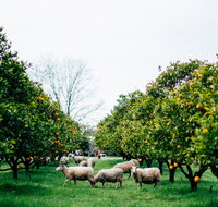 Cambray Cheese Farm Shop - Accommodation Broadbeach