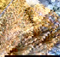 Hawat Pastry - Accommodation Broadbeach