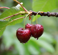 Red Hill Cherry Farm
