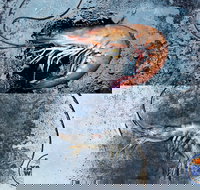 Yamba Wild - Accommodation Broadbeach