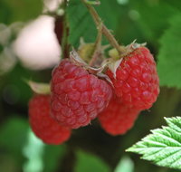 Westerway Raspberry Farm - Accommodation Broadbeach