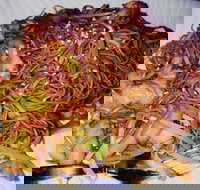 Silver Moon - Accommodation Broadbeach