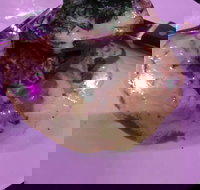 Kokonut Willy's Bar and Grill - Accommodation Broadbeach