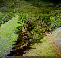 Gartelmann Wines - Accommodation Broadbeach