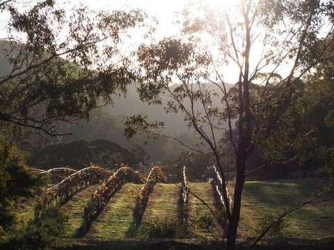 Mountainside Wines - Accommodation Broadbeach 1