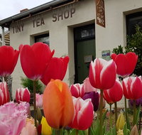 Tiny Tea Shop - Accommodation Broadbeach