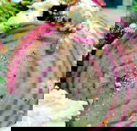 Thunderbird Kitchen - Accommodation Broadbeach