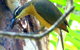 Daintree Holiday Homes - The Folly - thumb 1