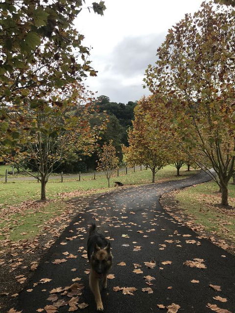 King Ludwigs Cottage - Accommodation Broadbeach 1