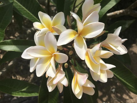 King Ludwigs Cottage - Accommodation Broadbeach 3