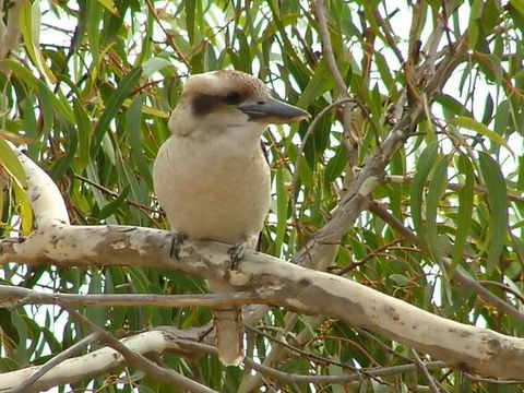 Kookaburra Nest - Accommodation Broadbeach 0