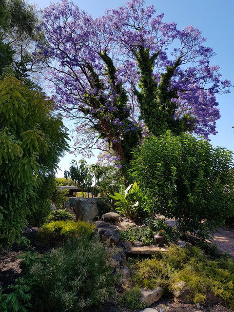 Jacaranda Hideaway Bed & Breakfast - Accommodation Broadbeach 10