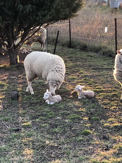 OConnell Retreat BnB - Accommodation Broadbeach 3