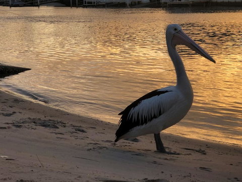 Pelican Cove Apartments - Accommodation Broadbeach 1