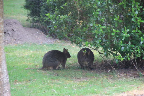 Tamar Valley Farm Stay - Accommodation Broadbeach 1