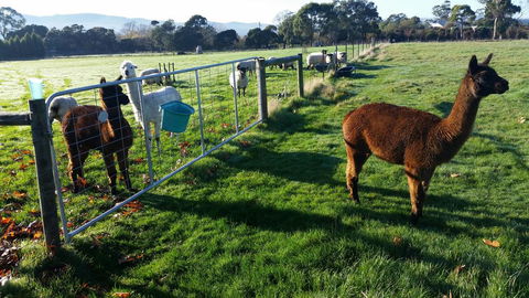 Tamar Valley Farm Stay - Accommodation Broadbeach 2