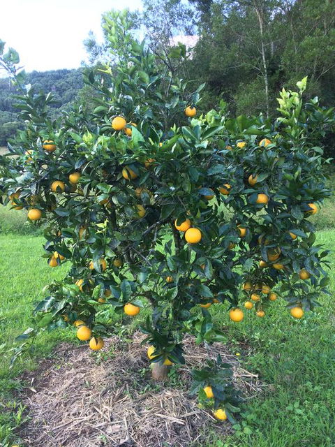 Terania Creek Farmstay - Accommodation Broadbeach 2