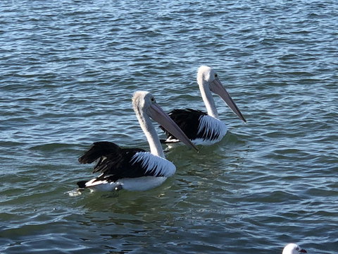 Apartments In Phillip Island Towers - Block C - Accommodation Broadbeach 37