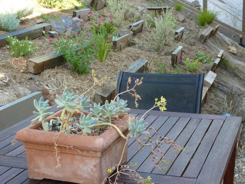 Saje\'s House & Pod - Accommodation Broadbeach 12