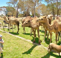 The Funny Farm - Animals / Churchhouse / Amazing Experience - Accommodation Broadbeach