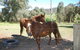 Bluegum Ridge Cottages - thumb 34