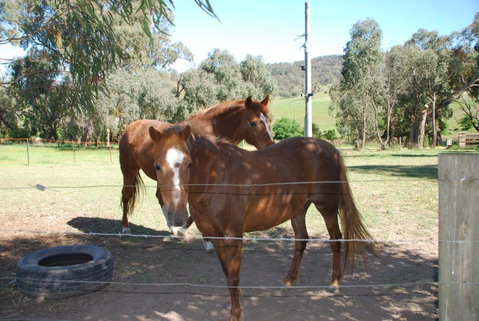 Bluegum Ridge Cottages - Accommodation Broadbeach 34