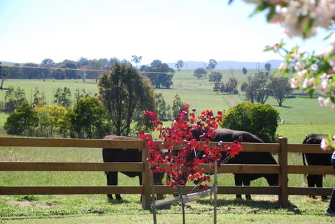 Bluegum Ridge Cottages - Accommodation Broadbeach 33