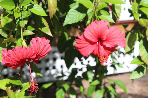 Amaroo On Mandalay, Magnetic Island - Accommodation Broadbeach 35