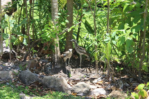 Amaroo On Mandalay, Magnetic Island - Accommodation Broadbeach 40