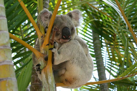Amaroo On Mandalay, Magnetic Island - Accommodation Broadbeach 44