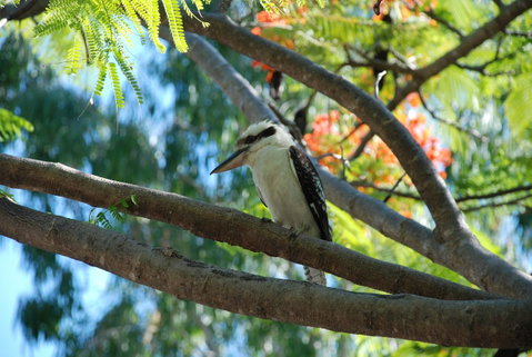 Sanctuary Palm Cove - Accommodation Broadbeach 7
