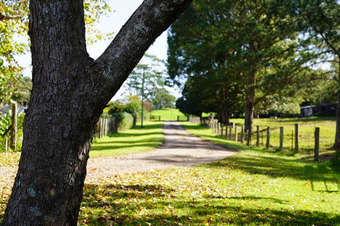 McCarthy Grove Maleny - Accommodation Broadbeach 3