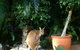 Bluewater Bed & Breakfast Cairns - thumb 22