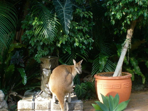 Bluewater Bed & Breakfast Cairns - Accommodation Broadbeach 22