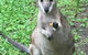 Bluewater Bed & Breakfast Cairns - thumb 0